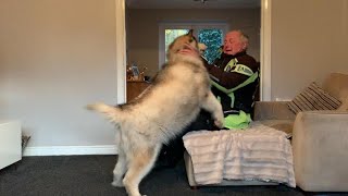 MALAMUTES ATTACK GRANDAD HYPER DOGS SHOW GRANDAD HOW MUCH THEY MISSED HIM DOG REUNION [upl. by Nnylav]