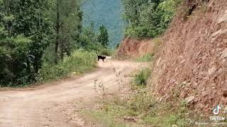 Black panther melanistic leopard black leopard found in Nepal [upl. by Manson]