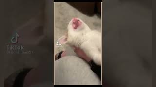 😂🐾 Lustige Tiere Ein Video zum Lachen und Staunen 🎉7 [upl. by Hepsiba]