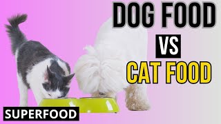 Dog Food vs Cat Food The BIG differences [upl. by Bolan]