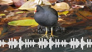 Dusky Moorhen call  Australian Bird Sounds amp Songs [upl. by Dorr715]