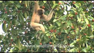 Conservation of the Eastern Hoolock Gibbon [upl. by Bondy799]