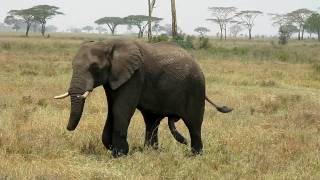 Well Endowed Elephant Chasing A Female [upl. by Mehsah]