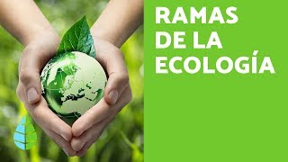 RAMAS de la ECOLOGÍA  ¿Qué ESTUDIA la ECOLOGÍA [upl. by Ludovick]