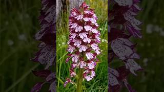 ¿Conocéis la orquídea púrpura 🟣 Orchis purpurea 🟣 Flores de primavera [upl. by Setsero540]