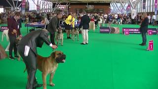 DOGO CANARIO WORLD DOG SHOW 2018 AMSTERDAM 1 [upl. by Si]