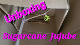 Unboxing and Planting our Sugarcane Jujube [upl. by Yaral]