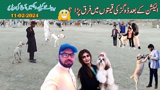 intersting video 2024  Gultair and Bully Dog Mandi 2024  Mubashir info  video part 01 [upl. by Procto]