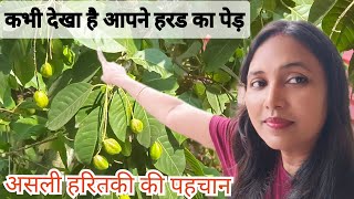 हरड का पेड़ हरितकी का पेड़ कैसा होता है Terminalia chebula tree [upl. by Ertnom]