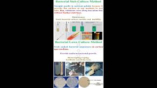 Different between Bacterial Stab and Lawn Culture Methods geneticteacher [upl. by Ferri]