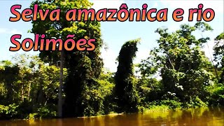 Floresta amazônica na margem do rio Solimões Município de Tefé estado do Amazonas [upl. by Thamora843]