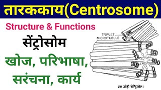 तारककाय की खोज संरचना व कार्य  centrosome structure and function  centrioles  tarkkay ki khoj [upl. by Leiria]