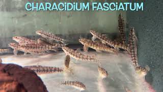 Characidium fasciatum [upl. by Daph]