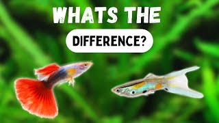 ENDLERS vs GUPPIES  Whats The Difference [upl. by Ateloj]