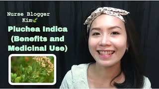 What is Pluchea Indica  Holistic Herbs Talk  Nurse Blogger Kim [upl. by Michella559]