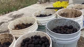 Hulling black walnuts  outdoor storage and curing [upl. by Hgiellek]