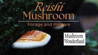 Reishi Mushroom How to forage and prepare Ganoderma oregonense [upl. by Yniar]