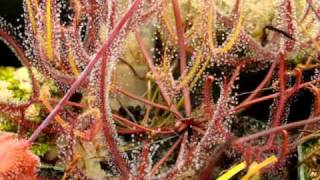 Drosera binata  The ForkedLeaf Sundew Carnivorous Plant [upl. by Arerrac]