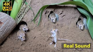 Cat TV mouse digging burrows  holes in sand  playing and squeaking 8 Hour 4k UHD [upl. by Nylecaj]