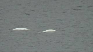 Beluga  Baie Ste Marguerite  Québec 22 [upl. by Cote]