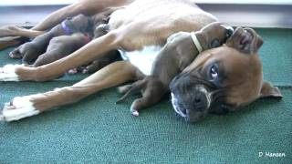 Boxers ThreeDayOld Puppies in HD [upl. by Wandis]