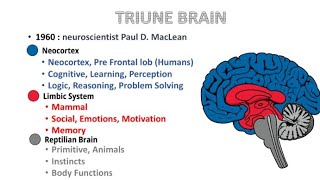 Triune Brain [upl. by Salvay546]