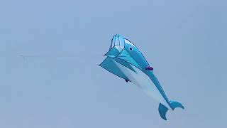 IMAGE 3D Kite Huge Frameless Soft Parafoil Giant Blue Dolphin Breeze Beach Kites [upl. by Pascia]