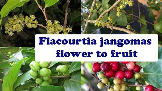 Flacourtia jangomas flower to fruit  Scramberry growing stages from flower to fruit [upl. by Ingaborg124]