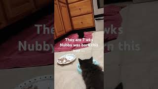 a little Nubby 7wk kittens eating [upl. by Charmine889]