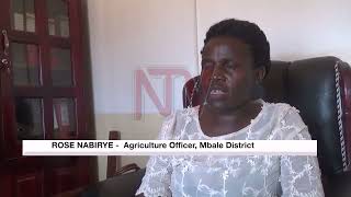 FIGHTING SUB STANDARD INPUTS Agro dealers are eliminating middle men [upl. by Eremaj472]