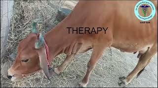 Effective Therapy for Aspiratory Pneumonia in Cows  GNP Sir [upl. by Nyvrem675]