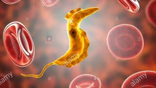 Trypanosome trypanosomiase parasitologie 3eme année médecine résidanat résumé et essentiel du cour [upl. by Esertap]