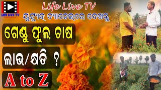 Odisha re Gendu Phula Chasa II Marigold Flower Farming in Odisha ।I ଗେଣ୍ଡୁଫୁଲ ଚାଷ II [upl. by Cranford]