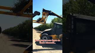 Tree Hedgers Cutting Almonds [upl. by Sairu]