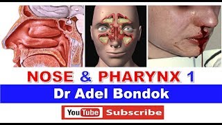 Anatomy of the Nose Nasoharynx and Oropharynx Dr Adel Bondok [upl. by Loralee]