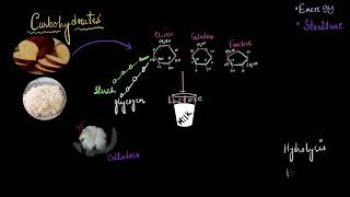 Introduction to biomolecules  Biomolecules  Biology  Khan Academy [upl. by Mcclenon]