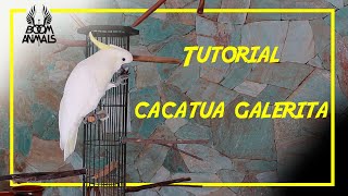 Tutorial Cacatua Galerita [upl. by Ley]