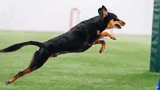 Adorable Rescue Dog Steals Hearts at Westminster Dog Show [upl. by Banwell]