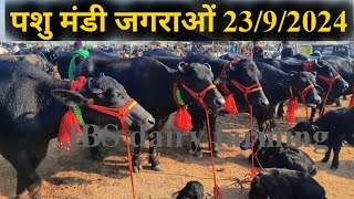 पशु मंडी जगराओं 2392024 जगराओं मंडी की खास और टाॅप झोटीयां buffalo for sale jbs dairy farming [upl. by Nesnaj106]