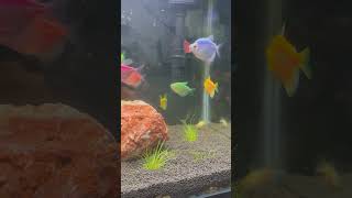 glofishtetra guppy with eleocharis pusilla [upl. by Clarence]