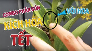 COMBO Phân Bón KÍCH HOA TẾT Chỉ Từ 100k Ship Toàn Quốc  ĐT 0707361958 [upl. by Harlan]