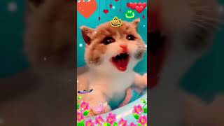 Arabic alphabet song cute cats😻🎤🕌 singingalifunba song quran islam foryoutrending shorts [upl. by Xineohp]