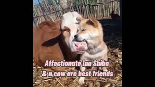 Affectionate Shiba and a Cow Becomes Best Friends [upl. by Aleacem]