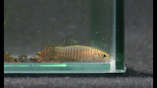 Fish Life Cycle in 4 Minute Notholebias Fractifasciatus itaipuaçu  silver darte aquatics [upl. by Elohc]