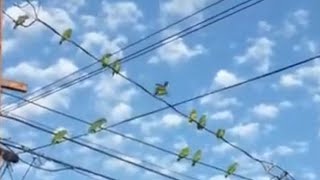 Wild Parrots of Los Angeles [upl. by Golanka]