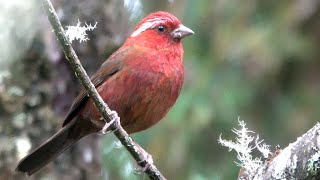 20240609  玉山林道  臺灣朱雀Carpodacus formosanus 台灣特有種；叫聲 [upl. by Ennadroj106]