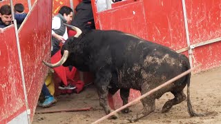 😱 TORO DESTROZA LA PLAZA CAPEA AJALVIR MADRID FEBRERO 2024 [upl. by Atiuqrahc570]