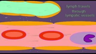 AP2 EXAM 2 LYMPHATIC CAPILLARIES [upl. by Ailliw43]