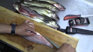 How to Fillet a Fish Walleye [upl. by Nauqyt113]