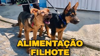 PASTOR ALEMÃO FILHOTE  Alimentação Todos Deveriam Saber Disso [upl. by Alexandr949]